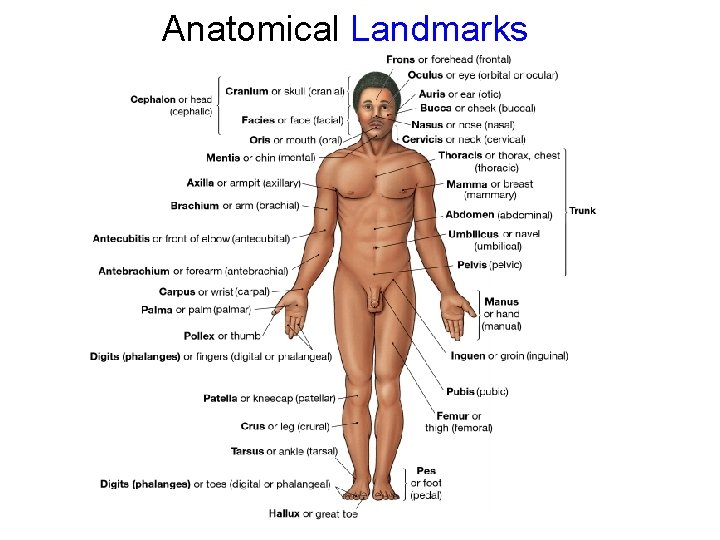 Anatomical Landmarks 