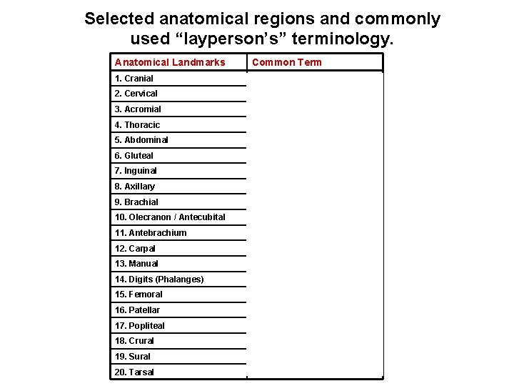 Selected anatomical regions and commonly used “layperson’s” terminology. Anatomical Landmarks Common Term 1. Cranial