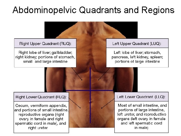 Abdominopelvic Quadrants and Regions 