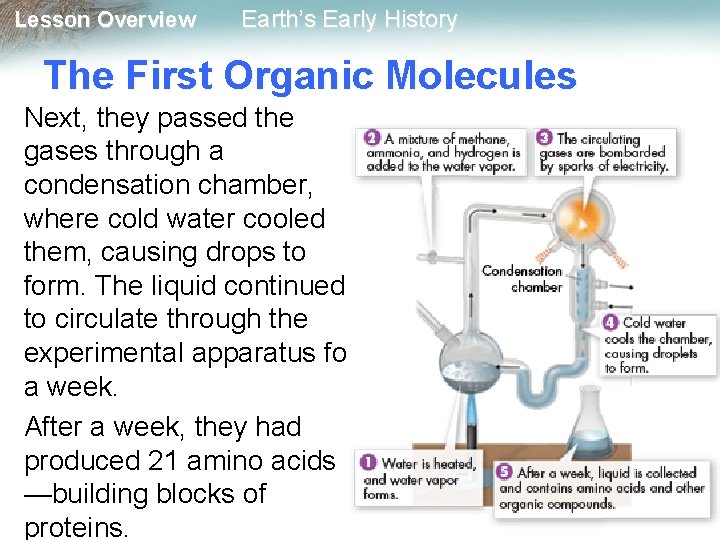 Lesson Overview Earth’s Early History The First Organic Molecules Next, they passed the gases