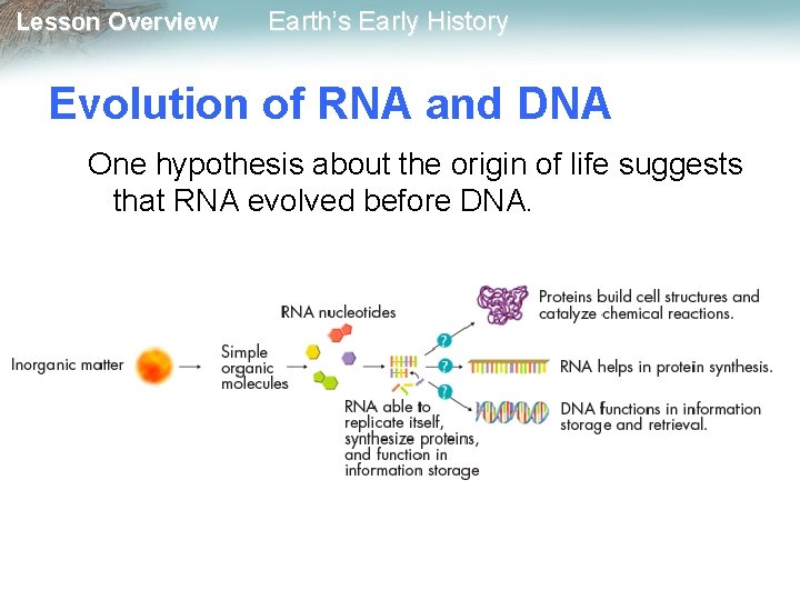 Lesson Overview Earth’s Early History Evolution of RNA and DNA One hypothesis about the