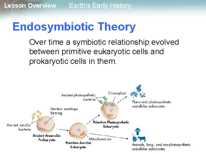 Lesson Overview Earth’s Early History Endosymbiotic Theory Over time a symbiotic relationship evolved between