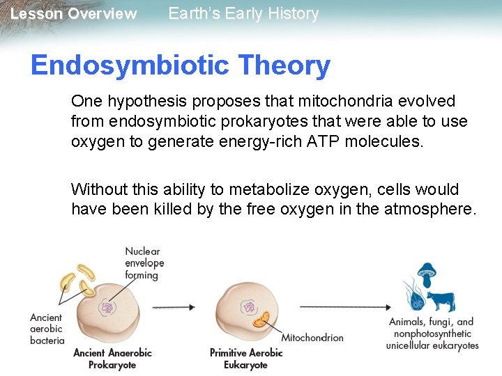 Lesson Overview Earth’s Early History Endosymbiotic Theory One hypothesis proposes that mitochondria evolved from