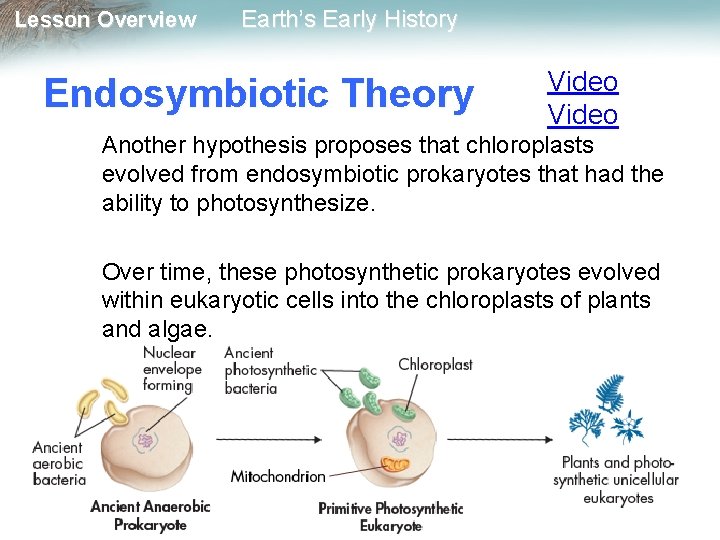 Lesson Overview Earth’s Early History Endosymbiotic Theory Video Another hypothesis proposes that chloroplasts evolved