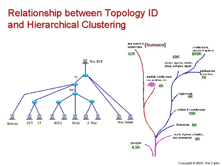 Relationship between Topology ID and Hierarchical Clustering Copyright © 2004 - Rui Castro 