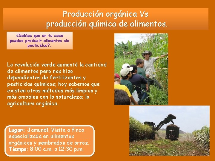 Producción orgánica Vs producción química de alimentos. ¿Sabías que en tu casa puedes producir