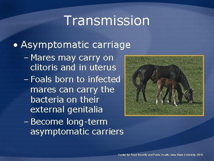 Transmission • Asymptomatic carriage – Mares may carry on clitoris and in uterus –