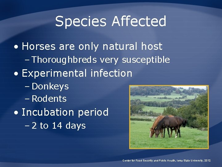 Species Affected • Horses are only natural host – Thoroughbreds very susceptible • Experimental