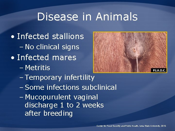 Disease in Animals • Infected stallions – No clinical signs • Infected mares –