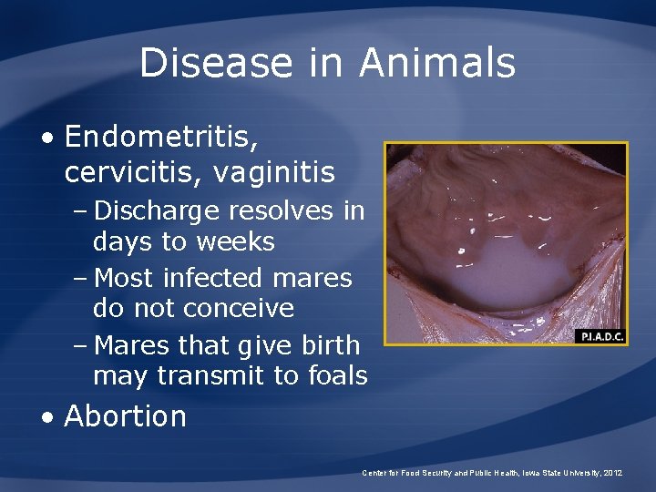 Disease in Animals • Endometritis, cervicitis, vaginitis – Discharge resolves in days to weeks