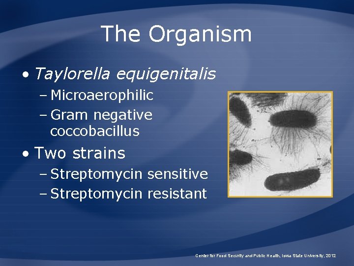 The Organism • Taylorella equigenitalis – Microaerophilic – Gram negative coccobacillus • Two strains