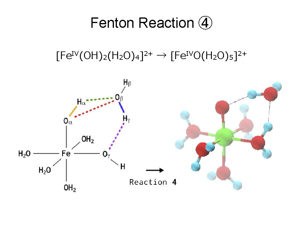 Fenton Reaction ④ [Fe. IV(OH)2(H 2 O)4]2+ → [Fe. IVO(H 2 O)5]2+ 