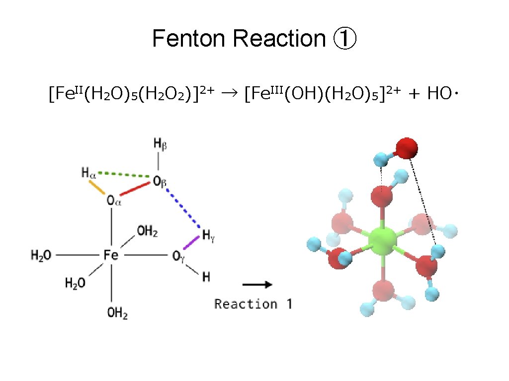 Fenton Reaction ① [Fe. II(H 2 O)5(H 2 O 2)]2+ → [Fe. III(OH)(H 2