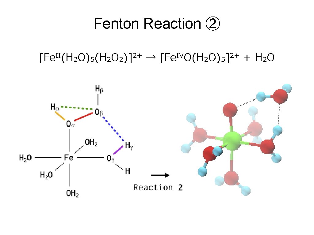 Fenton Reaction ② [Fe. II(H 2 O)5(H 2 O 2)]2+ → [Fe. IVO(H 2