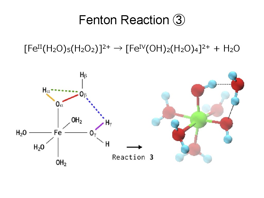 Fenton Reaction ③ [Fe. II(H 2 O)5(H 2 O 2)]2+ → [Fe. IV(OH)2(H 2