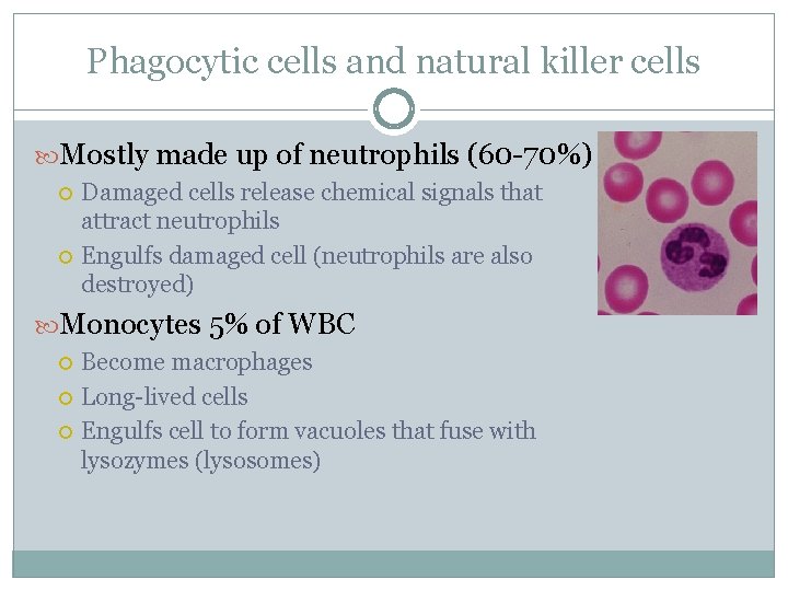 Phagocytic cells and natural killer cells Mostly made up of neutrophils (60 -70%) Damaged