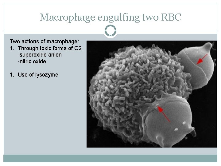 Macrophage engulfing two RBC Two actions of macrophage: 1. Through toxic forms of O