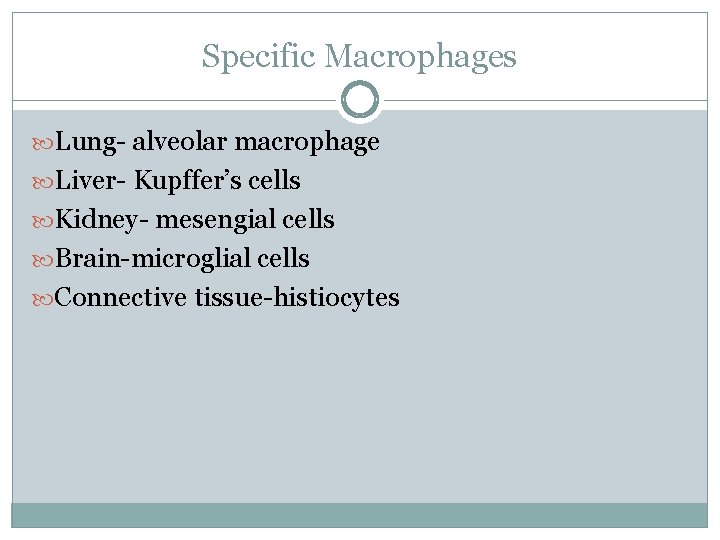 Specific Macrophages Lung- alveolar macrophage Liver- Kupffer’s cells Kidney- mesengial cells Brain-microglial cells Connective Specific Macrophages Lung- alveolar macrophage Liver- Kupffer’s cells Kidney- mesengial cells Brain-microglial cells Connective
