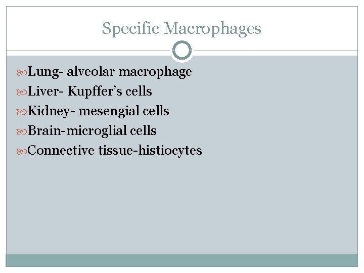 Specific Macrophages Lung- alveolar macrophage Liver- Kupffer’s cells Kidney- mesengial cells Brain-microglial cells Connective