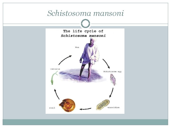 Schistosoma mansoni Schistosoma mansoni