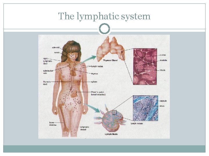 The lymphatic system The lymphatic system