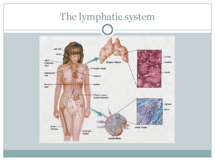 The lymphatic system 
