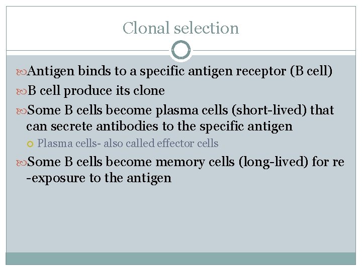 Clonal selection Antigen binds to a specific antigen receptor (B cell) B cell produce