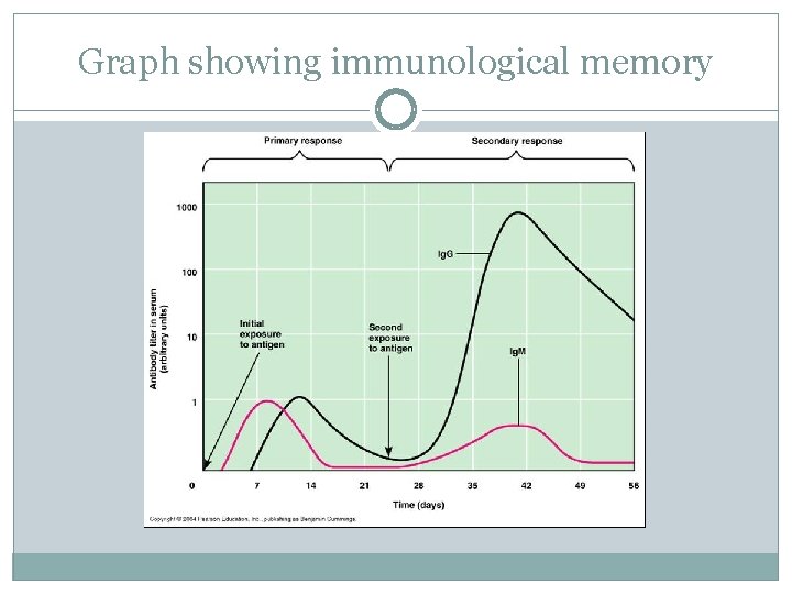 Graph showing immunological memory 