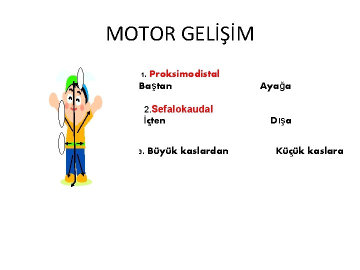 MOTOR GELİŞİM 1. Proksimodistal Baştan 2. Sefalokaudal İçten 3. Büyük kaslardan Ayağa Dışa Küçük