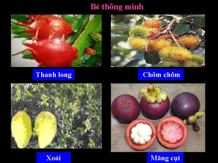 Bé thông minh Thanh long Xoài Chôm chôm Măng cụt 