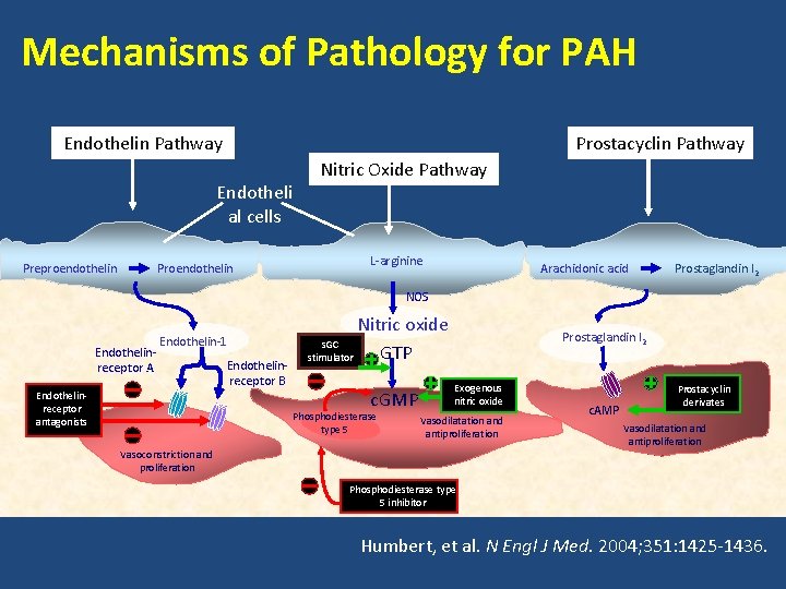 Mechanisms of Pathology for PAH Prostacyclin Pathway Endotheli al cells Preproendothelin Proendothelin Nitric Oxide