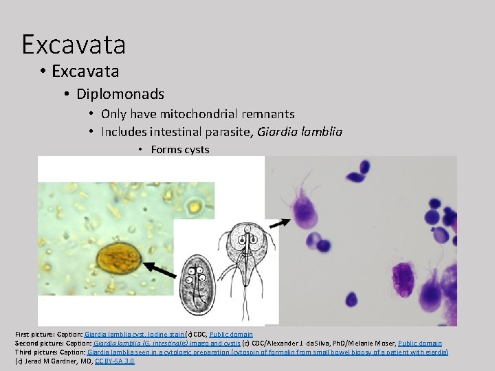 Excavata • Excavata • Diplomonads • Only have mitochondrial remnants • Includes intestinal parasite,