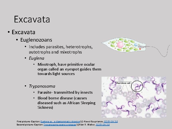 Excavata • Euglenozoans • Includes parasites, heterotrophs, autotrophs and mixotrophs • Euglena • Mixotroph,