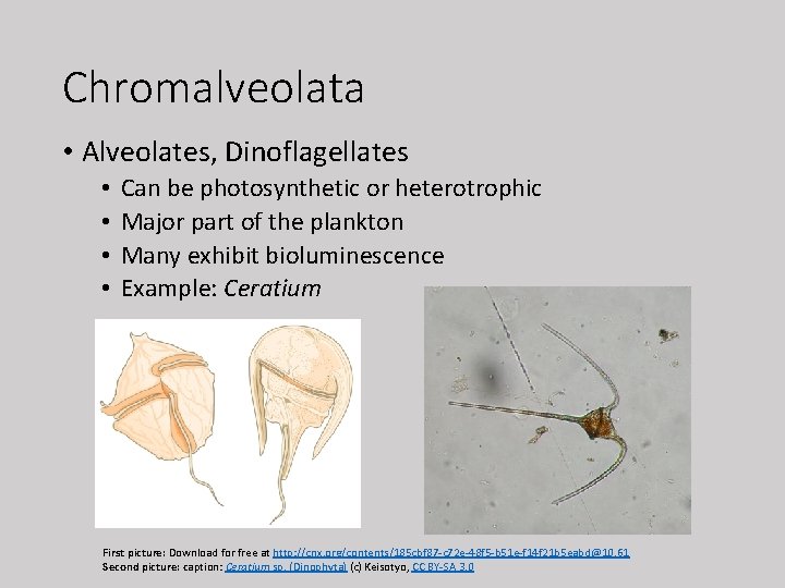 Chromalveolata • Alveolates, Dinoflagellates • • Can be photosynthetic or heterotrophic Major part of