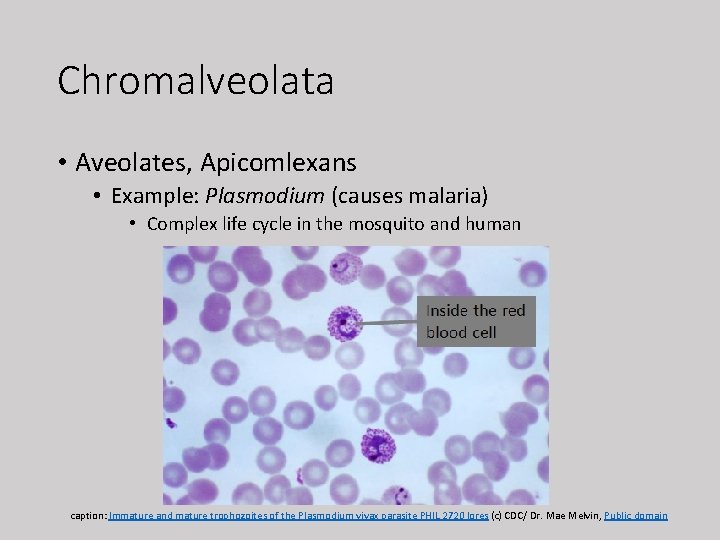 Chromalveolata • Aveolates, Apicomlexans • Example: Plasmodium (causes malaria) • Complex life cycle in