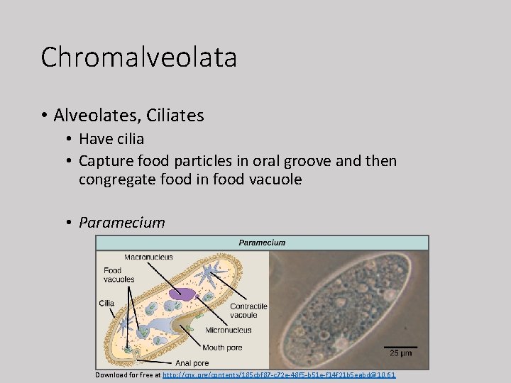 Chromalveolata • Alveolates, Ciliates • Have cilia • Capture food particles in oral groove