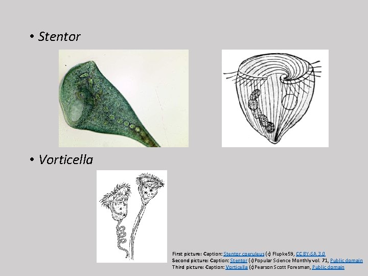  • Stentor • Vorticella First picture: Caption: Stentor coeruleus (c) Flupke 59, CC