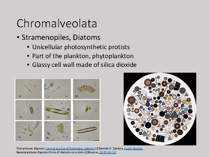 Chromalveolata • Stramenopiles, Diatoms • Unicellular photosynthetic protists • Part of the plankton, phytoplankton