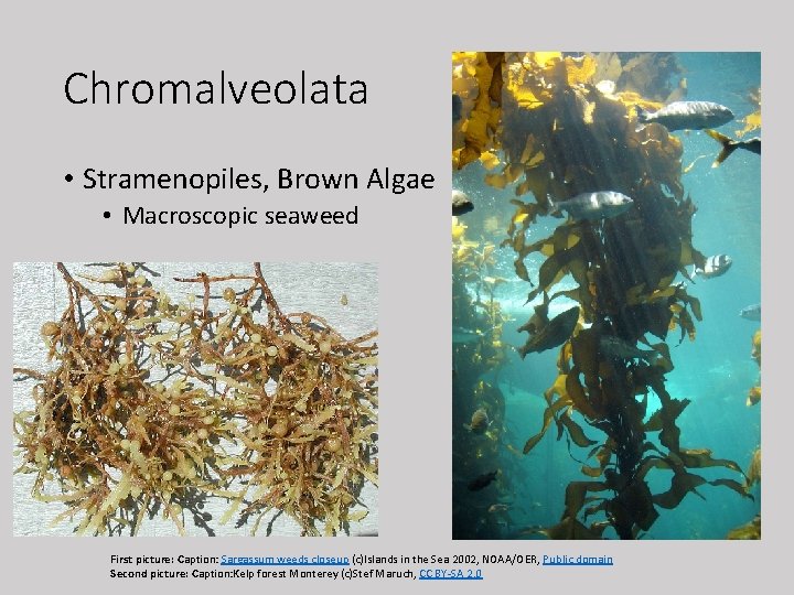 Chromalveolata • Stramenopiles, Brown Algae • Macroscopic seaweed First picture: Caption: Sargassum weeds closeup