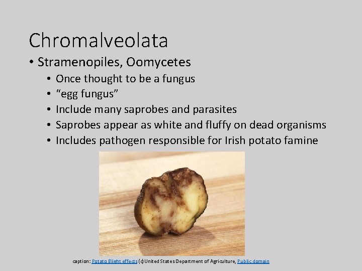 Chromalveolata • Stramenopiles, Oomycetes • • • Once thought to be a fungus “egg