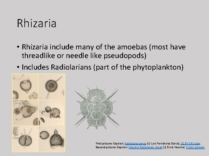 Rhizaria • Rhizaria include many of the amoebas (most have threadlike or needle like