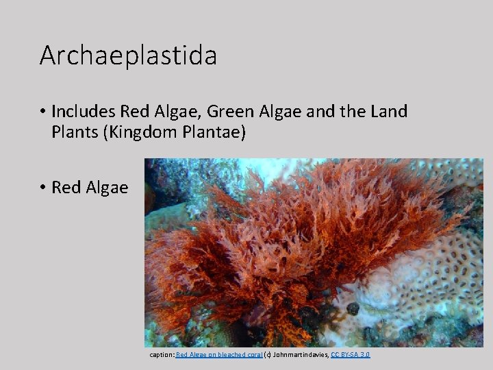 Archaeplastida • Includes Red Algae, Green Algae and the Land Plants (Kingdom Plantae) •