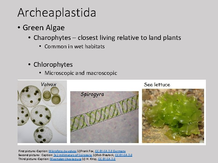 Archeaplastida • Green Algae • Charophytes – closest living relative to land plants •