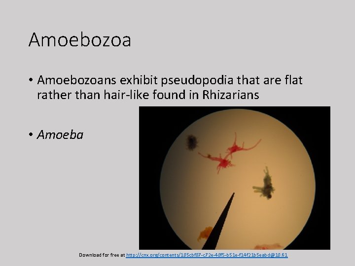 Amoebozoa • Amoebozoans exhibit pseudopodia that are flat rather than hair-like found in Rhizarians