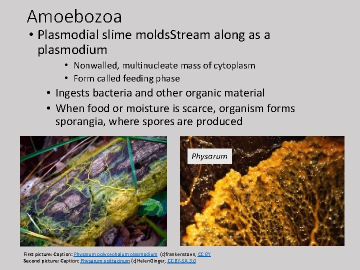 Amoebozoa • Plasmodial slime molds. Stream along as a plasmodium • Nonwalled, multinucleate mass