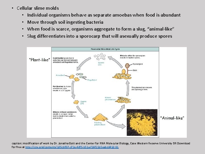  • Cellular slime molds • Individual organisms behave as separate amoebas when food