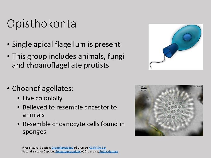 Opisthokonta • Single apical flagellum is present • This group includes animals, fungi and