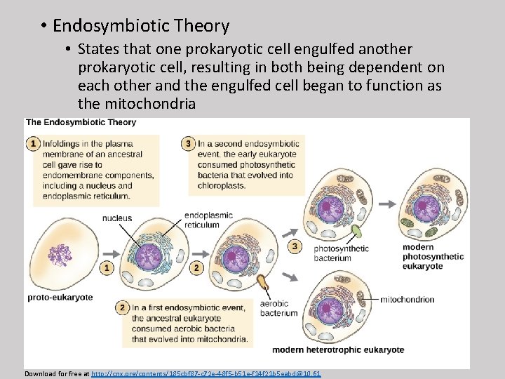  • Endosymbiotic Theory • States that one prokaryotic cell engulfed another prokaryotic cell,