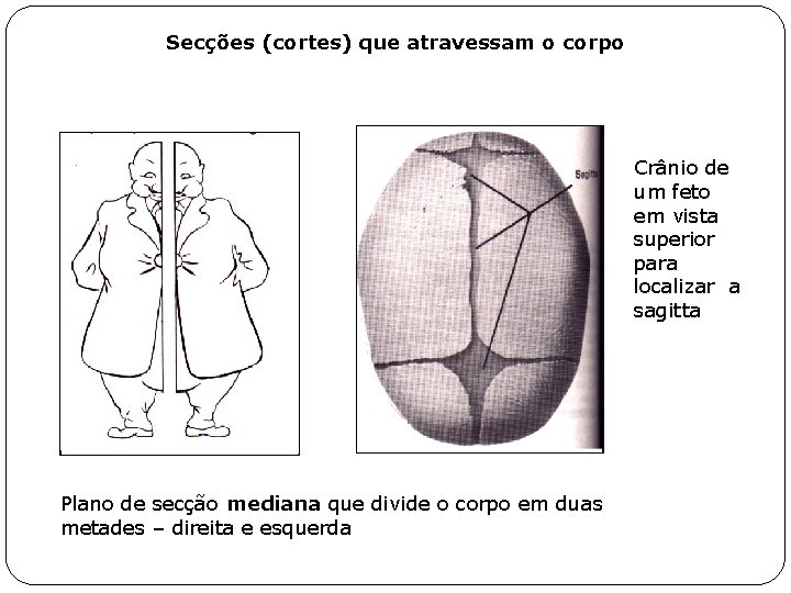 Secções (cortes) que atravessam o corpo Crânio de um feto em vista superior para