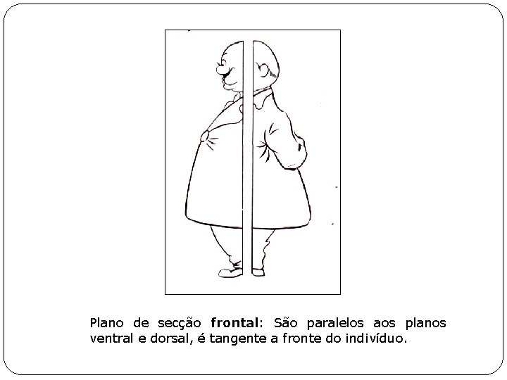 Plano de secção frontal: São paralelos aos planos ventral e dorsal, é tangente a